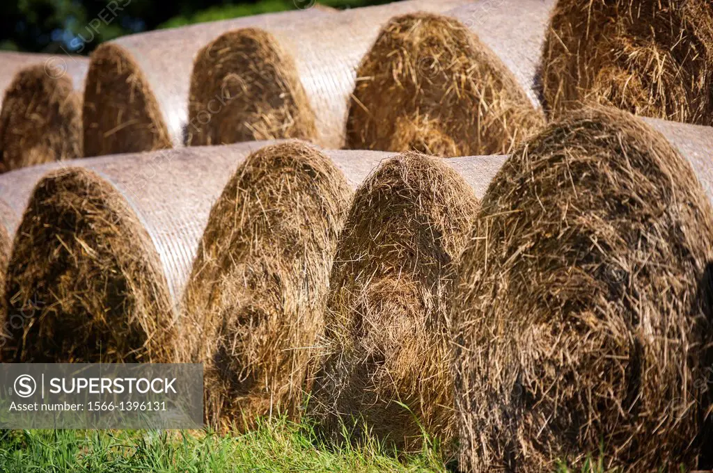 Bales of Hay. Topsham Maine USA