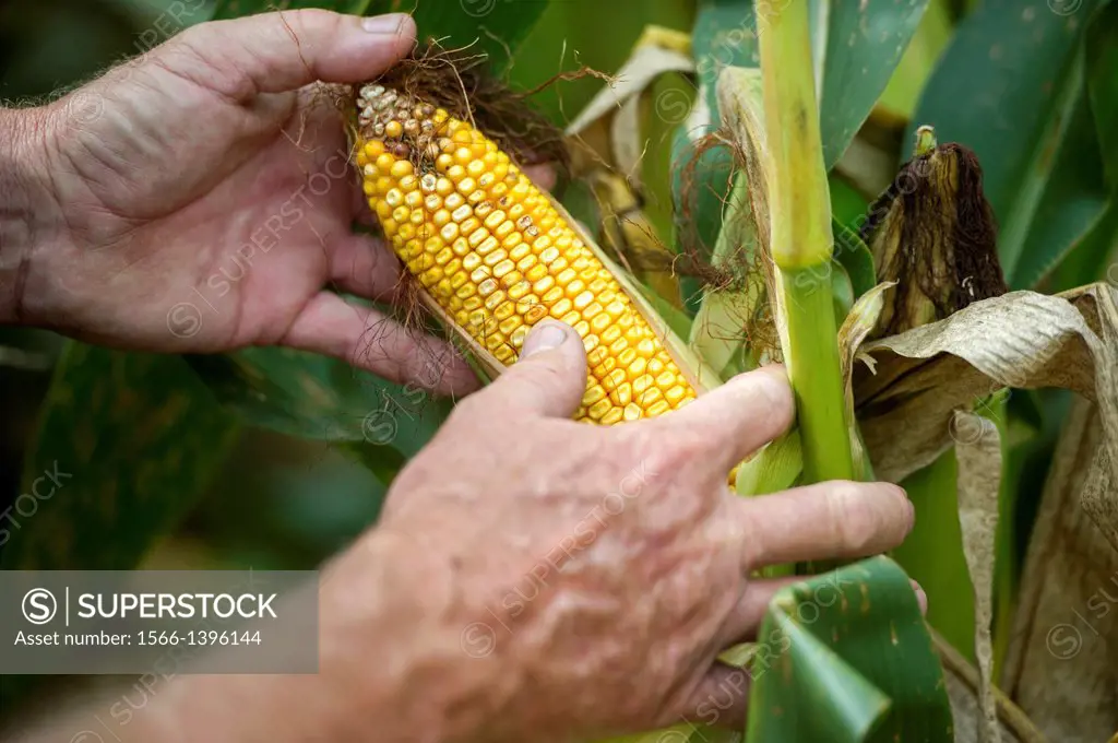 Checking field corn. Marriotsville Maryland USA
