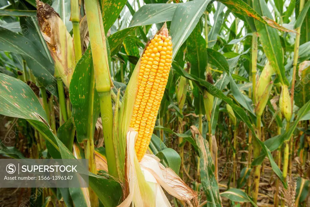 Ear of corn in field. Marriotsville Maryland USA