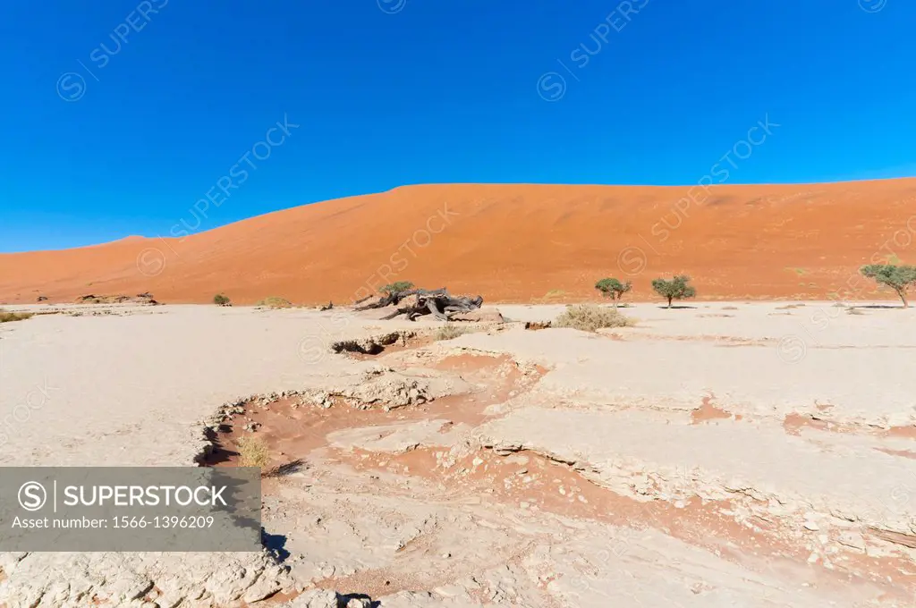 Dead Vlei, Sossusvlei, Namib Desert, Namib Naukluft Park, Namibia, Africa.