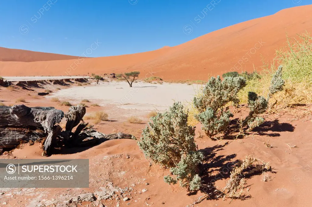 Dead Vlei, Sossusvlei, Namib Desert, Namib Naukluft Park, Namibia, Africa.