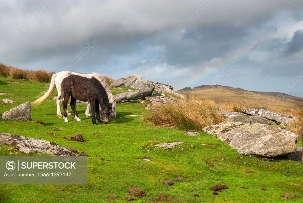 Dartmoor Ponies, Dartmoor National Park.