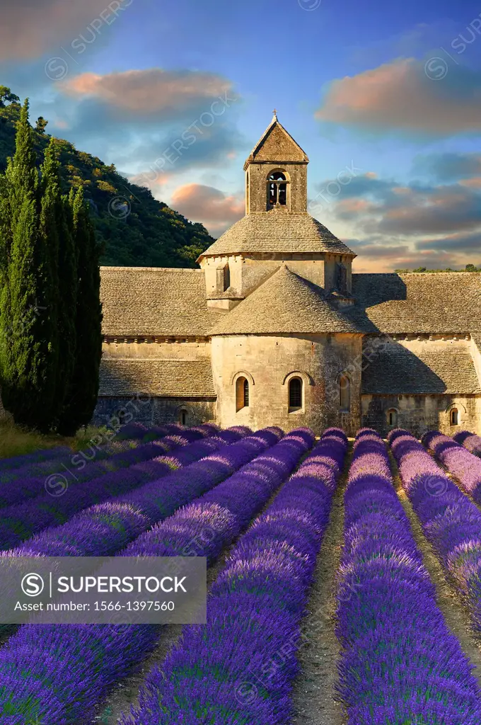 The 12th century Romanesque Cistercian Abbey of Notre Dame of Senanque ( 1148 ) set amongst the flowering lavender fields of Provence near Gordes, Fra...