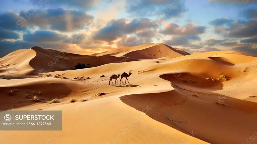 Camel rides on the Sahara sand dunes of erg Chebbi at sunset, Morocco, Africa.