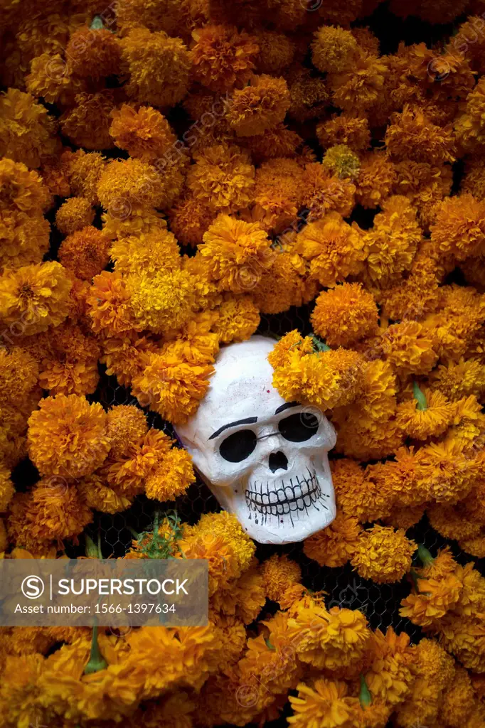 A skull surrounded by marigold flowers is displayed in Los Danzantes restaurant during the Day of the Dead celebrations in Oaxaca, Mexico. The Day of ...
