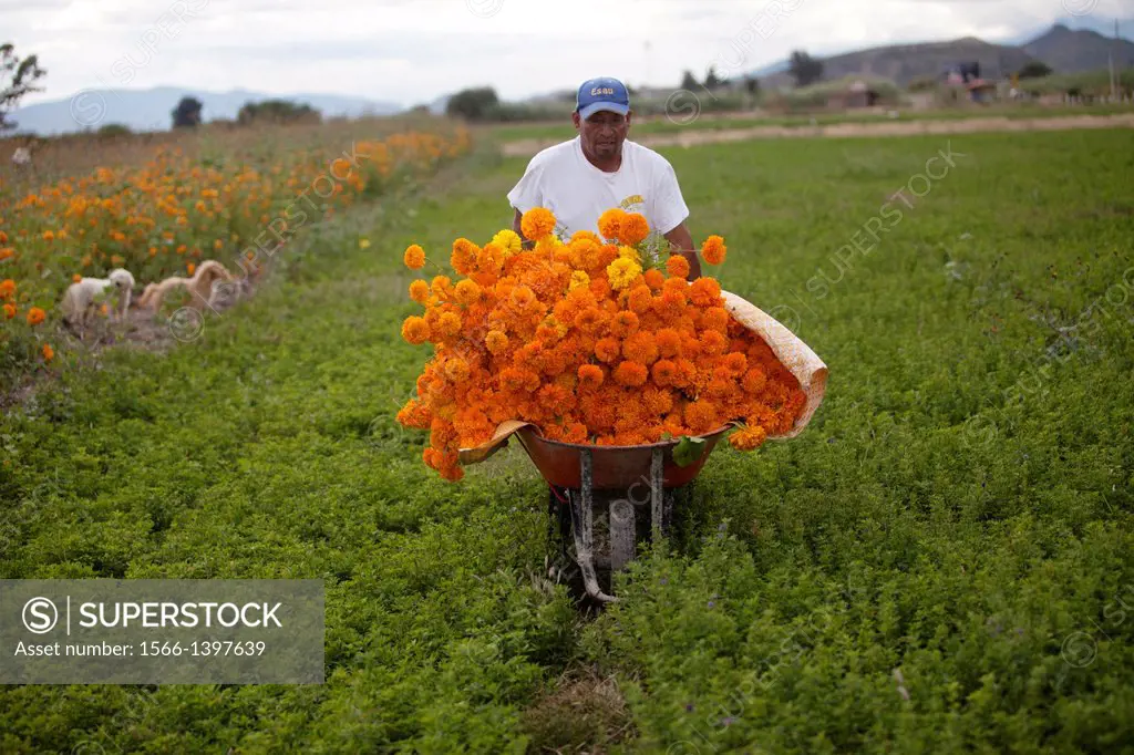 A farmer carries a hand trolley with marigold flowers during the Day of the Dead celebrations in Oaxaca, Mexico. The Day of the Dead celebration is a ...