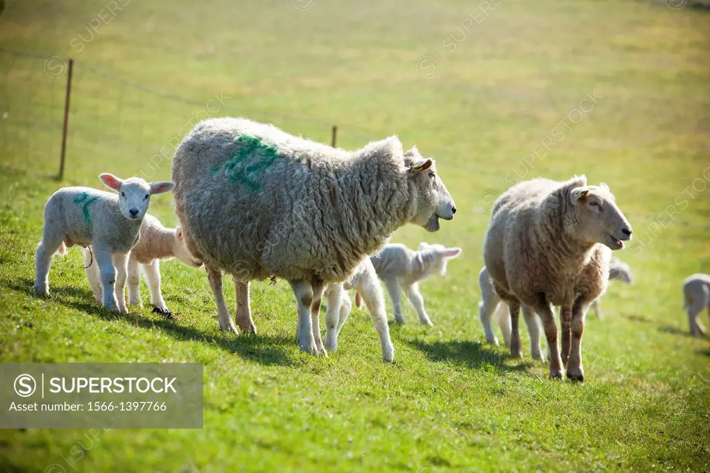 Sheep with her lambs. Everglades National Park Husum (Wadden Sea) World Heritage Site. Husum, North Friesian Islands, Schleswig-Holstein, Germany, Eur...
