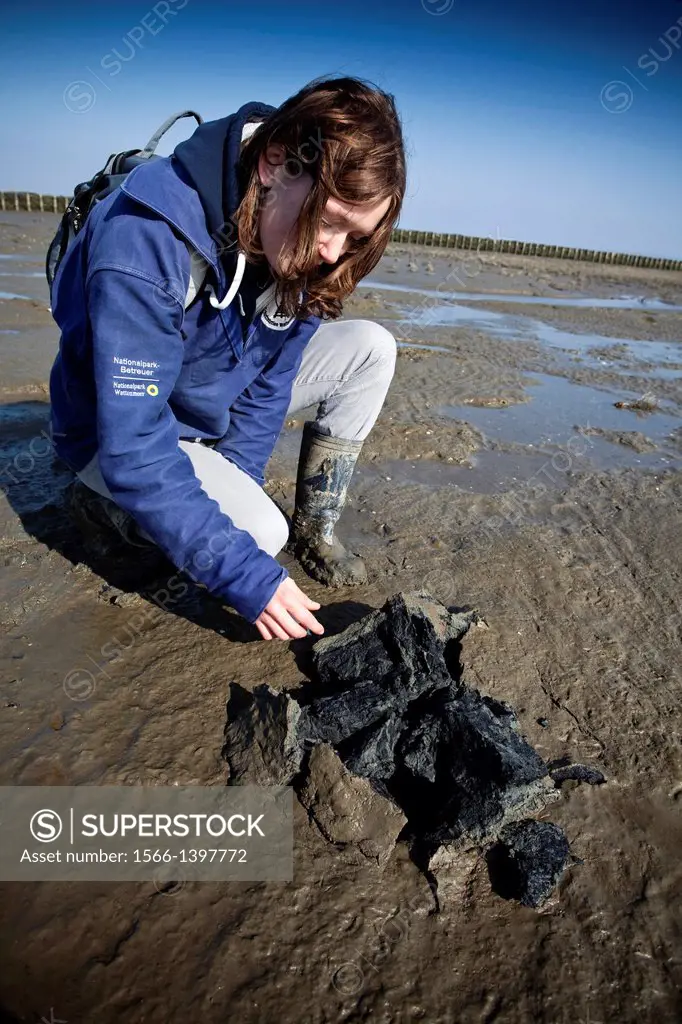 The subsoil of the National Park of the Marshes of Husum (Wadden Sea) is rich in iron, and an ecosystem of great interest in itself. Husum, North Frie...