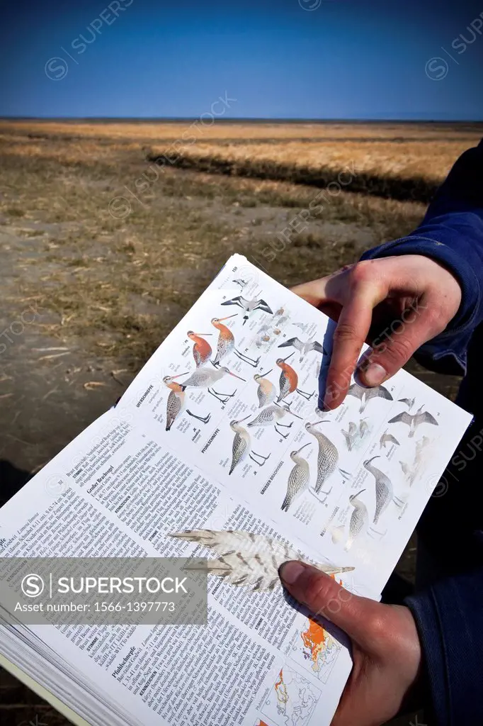 Identification of birds in the Everglades National Park in Husum (Wadden Sea) World Heritage Site. Husum, North Friesian Islands, Schleswig-Holstein, ...