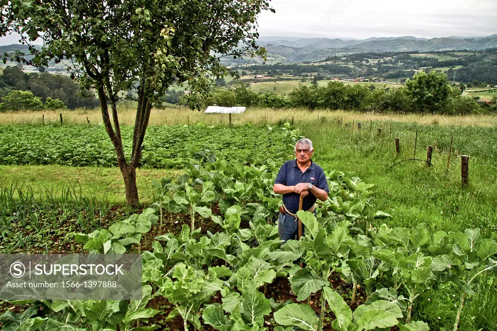 Farmer at cabbage cultivation area, Asturias, Spain.
