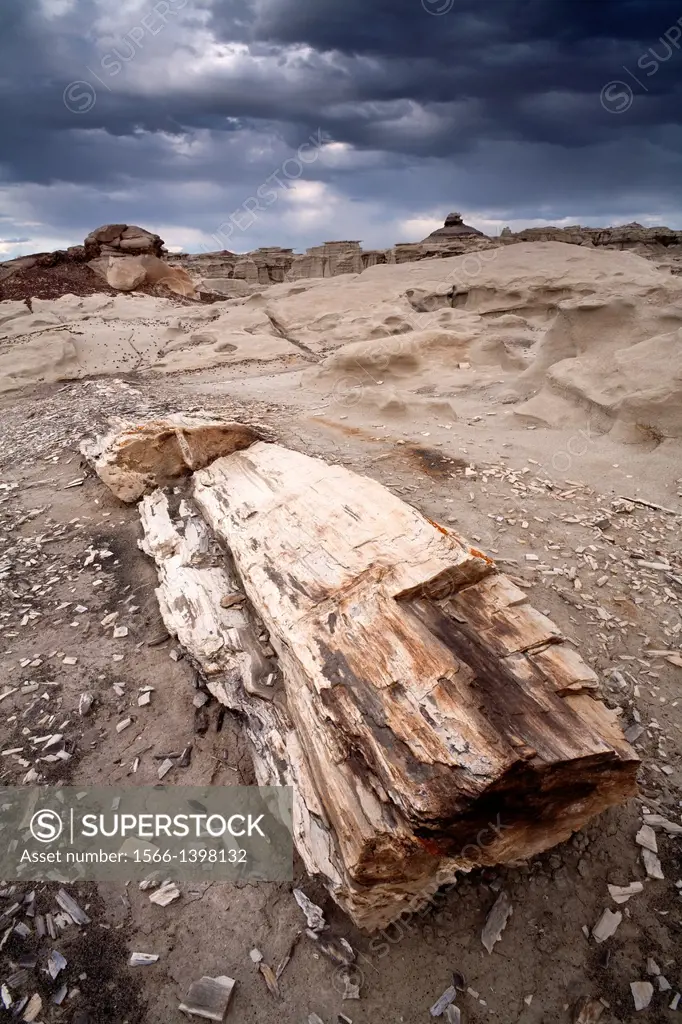 Petrified wood found in the Bisti/De-Na-Zin Wilderness, New Mexico, USA.