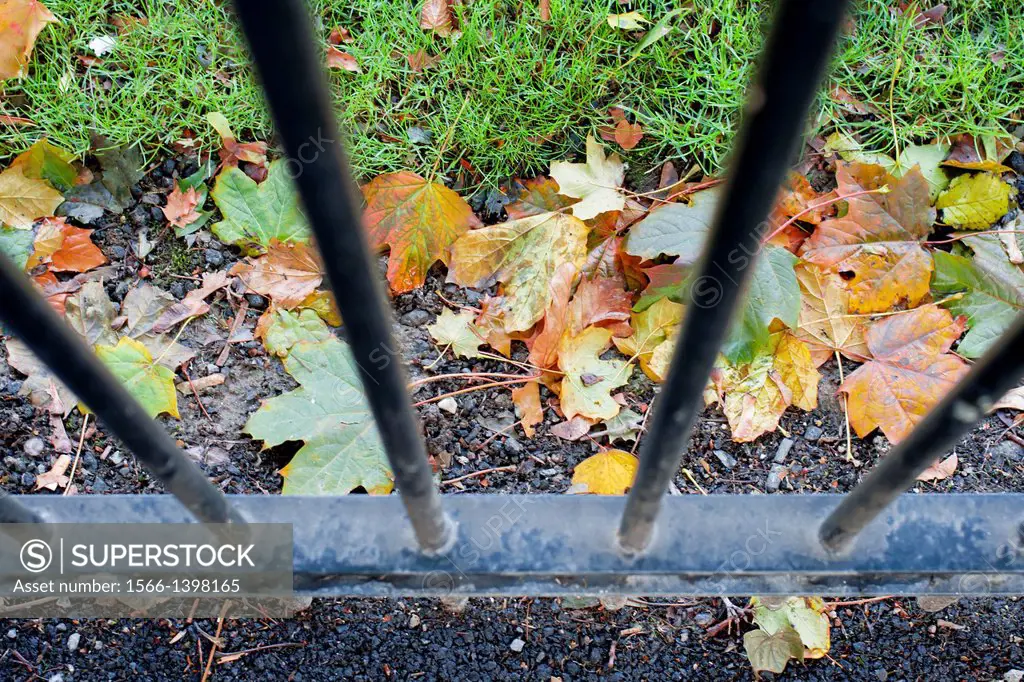 Autum leaves trough a fence.