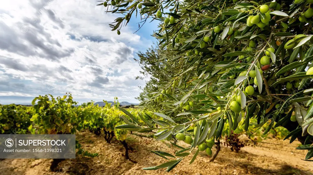 These are the last days of harvest in the Rioja region, the leaves on the vines are they changing its color to yellow and red tones.Olive trees are la...