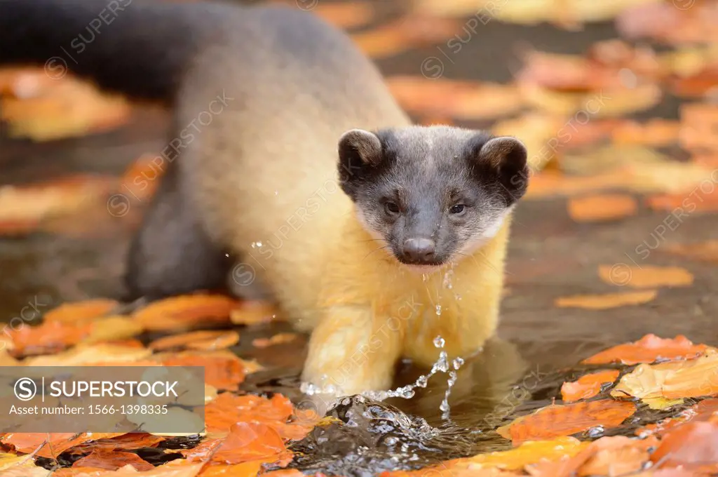 Close-up of a yellow-throated marten (Martes flavigula) in a forest in autumn.