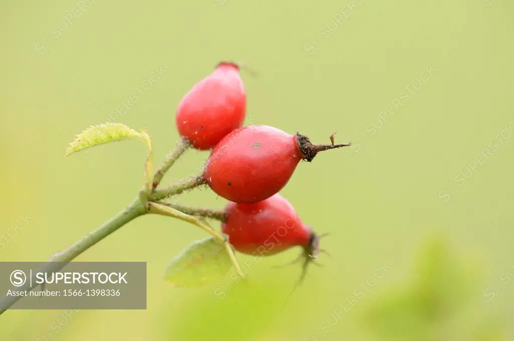 Close-up of rose hips from a dog rose (Rosa canina) in autumn.