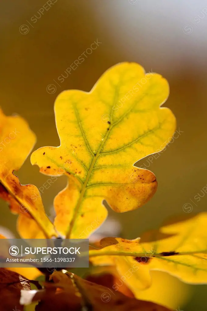 Close-up of English oak or pedunculate oak (Quercus robur) leaves in autumn.