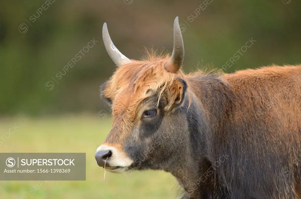 Close-up of a aurochs or ure (Bos primigenius) in autumn in the bavarian forest.