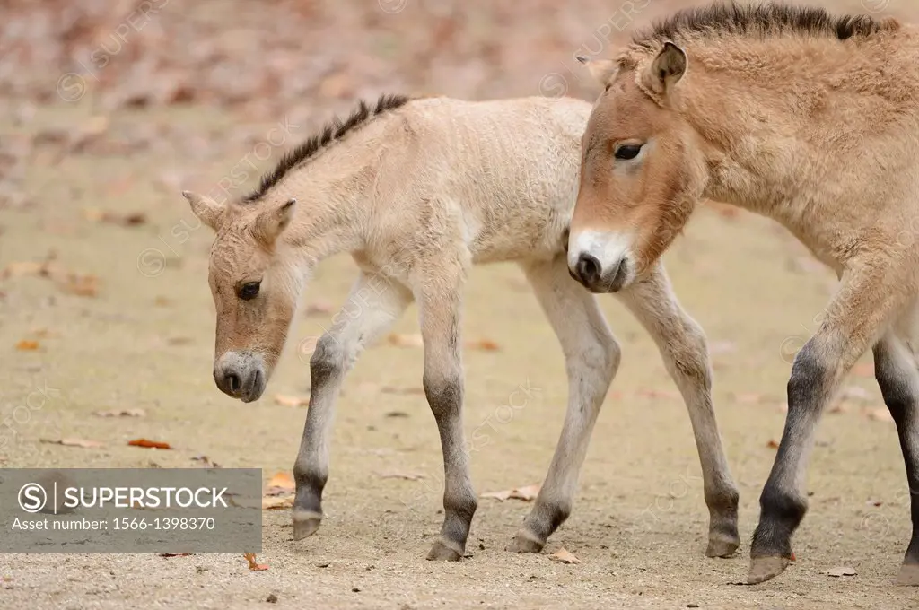 Close-up of a wild horse (Equus ferus) youngster in autumn.