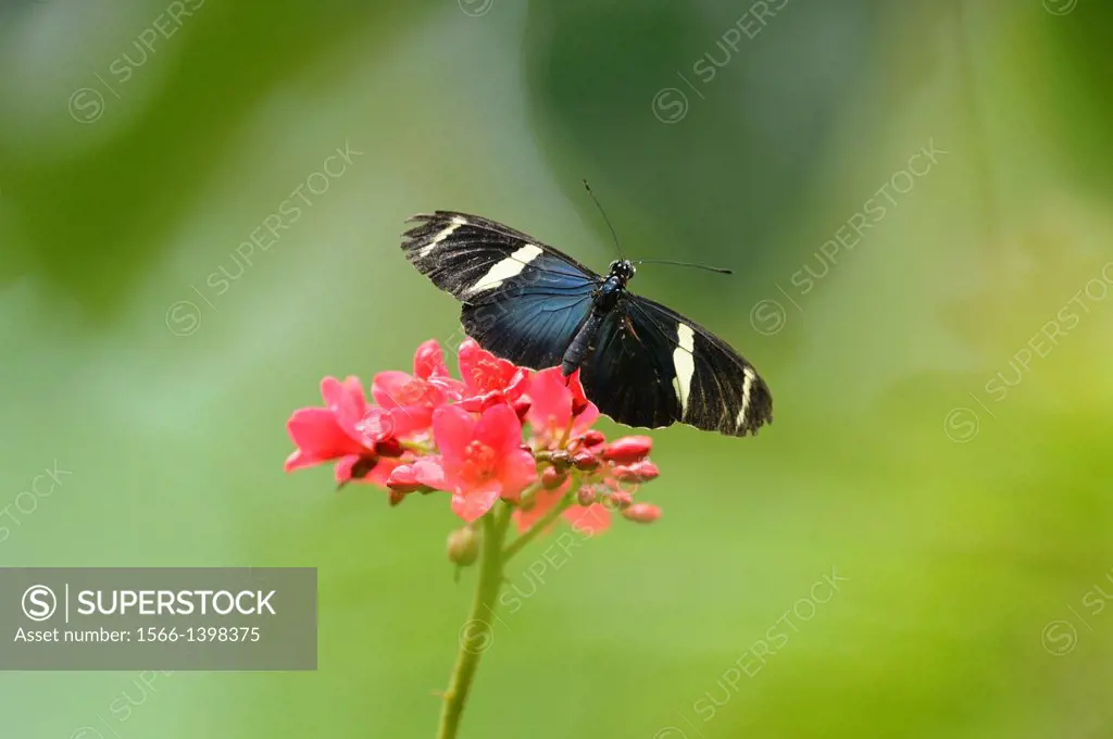 Close-up of a Sara Longwing (Heliconius sara) butterfly.