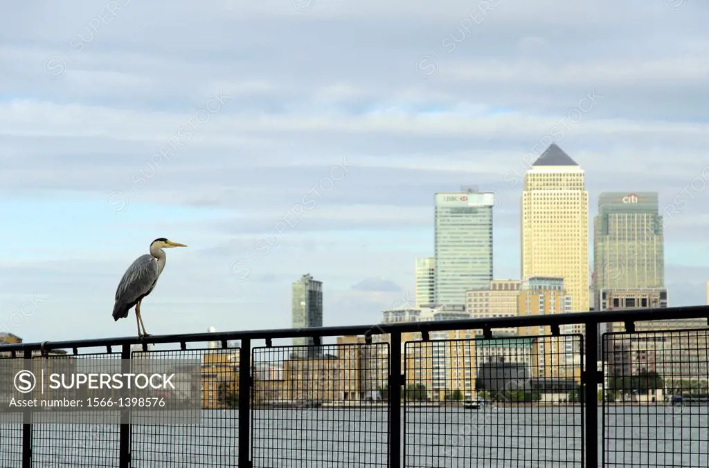 Grey Heron on the thames path and a view of Canary Wharf in the background - London, England.