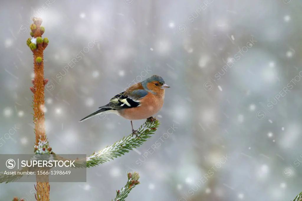 Single male Chaffinch (Fringilla coelebs) on branch in Hedgerow during snow flurry