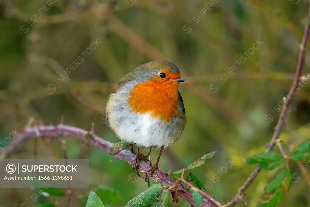 Robin (Erithacus rubecula) on branch in Hedgerow
