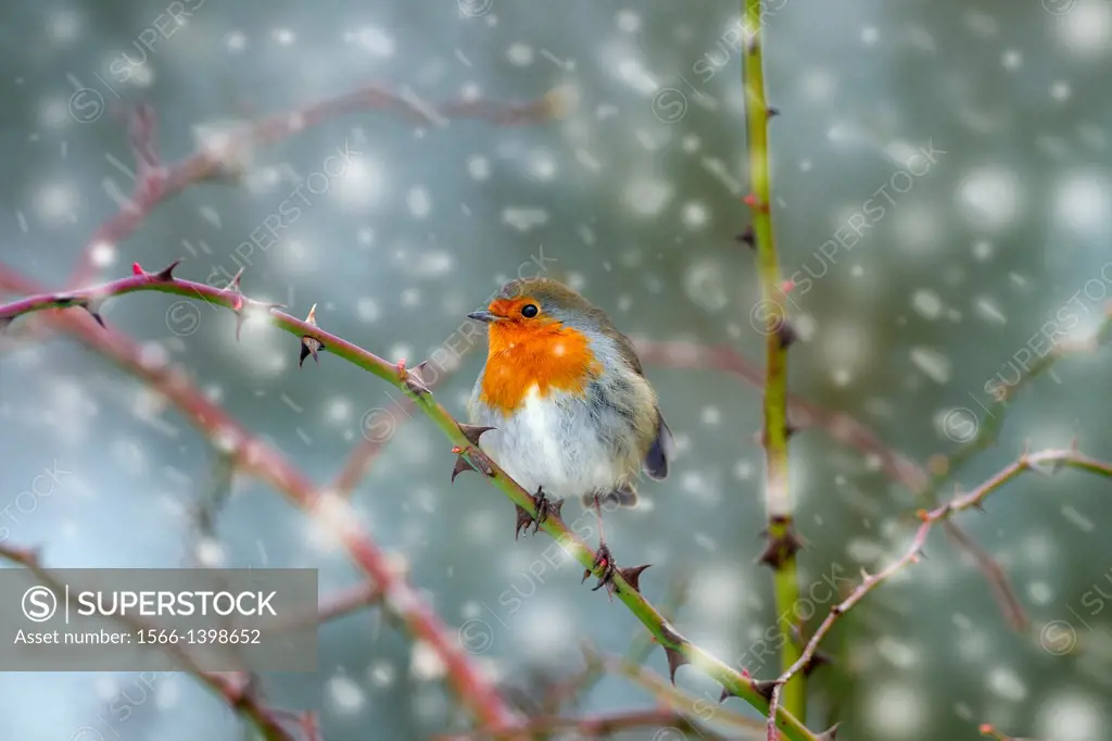 Robin (Erithacus rubecula) on branch in Hedgerow during snow flurry