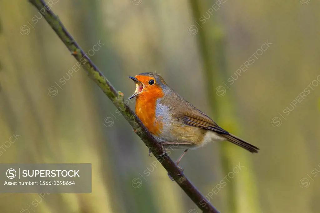 Robin (Erithacus rubecula) singing in late January