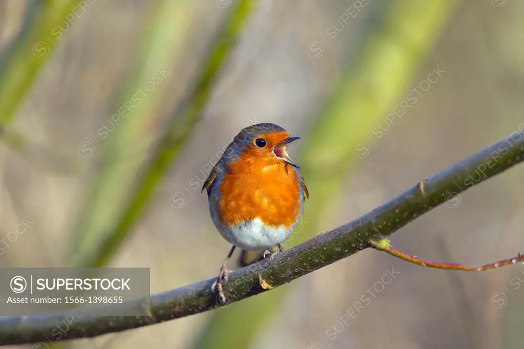 Robin (Erithacus rubecula) singing in late January