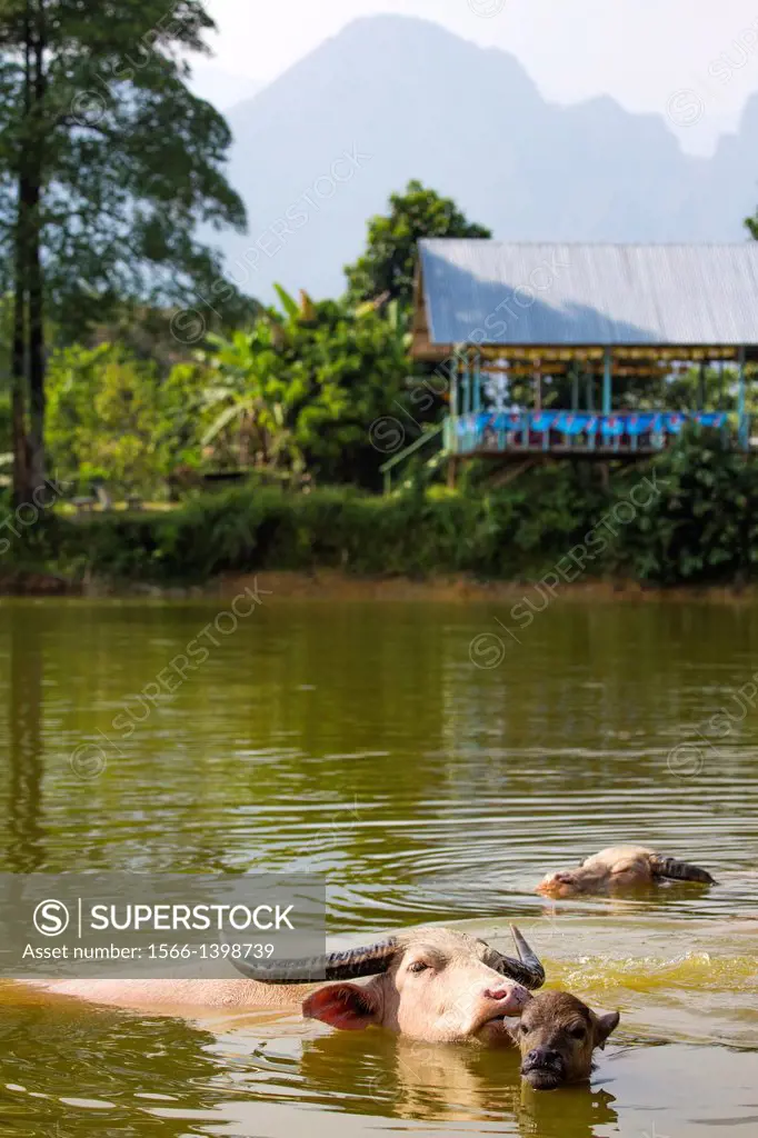 Water Buffalo in a lake near Vang Vieng, Laos.