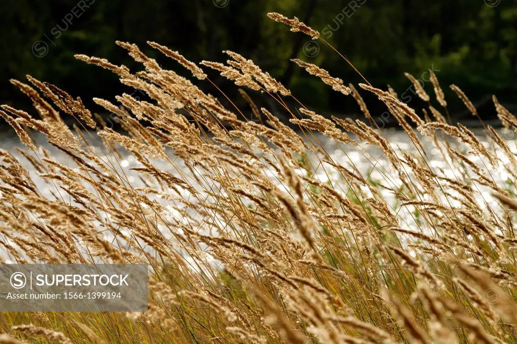 Wild grasses by the river. Poland.
