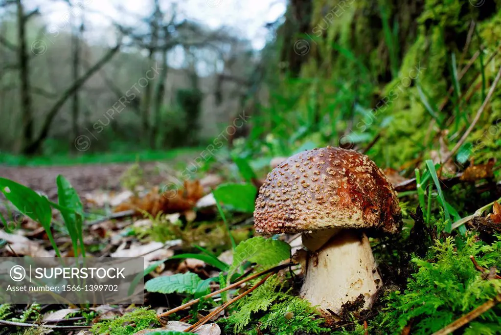 Mushroom in Eifonso stream path in Bembrive area, near Vigo, Pontevedra, Spain.