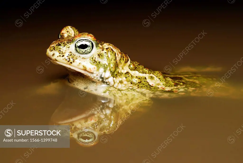 Natterjack toad (Bufo calamita) in a pond of Valdemanco, Madrid, Spain.