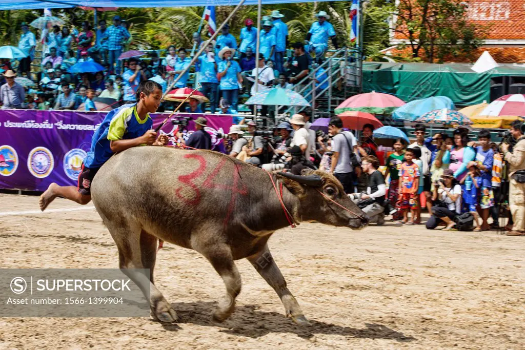 Running of the bulls. Water buffalo and jockey at the Chonburi Buffalo Racing Festival, Thailand.