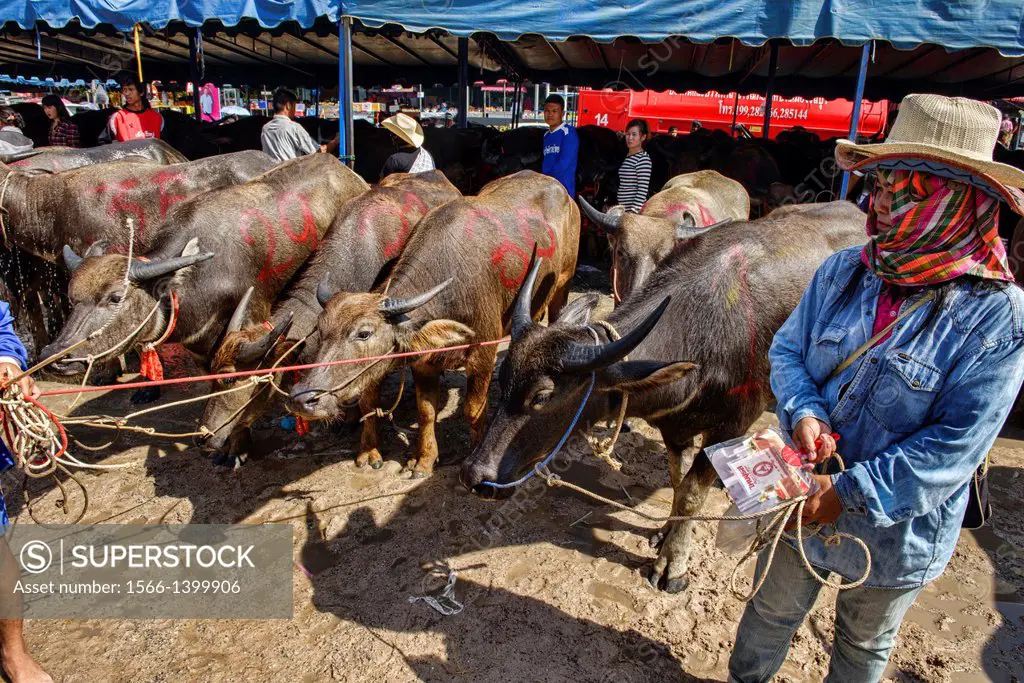 water buffaloes at the Chonburi Buffalo Racing Festival, Thailand.