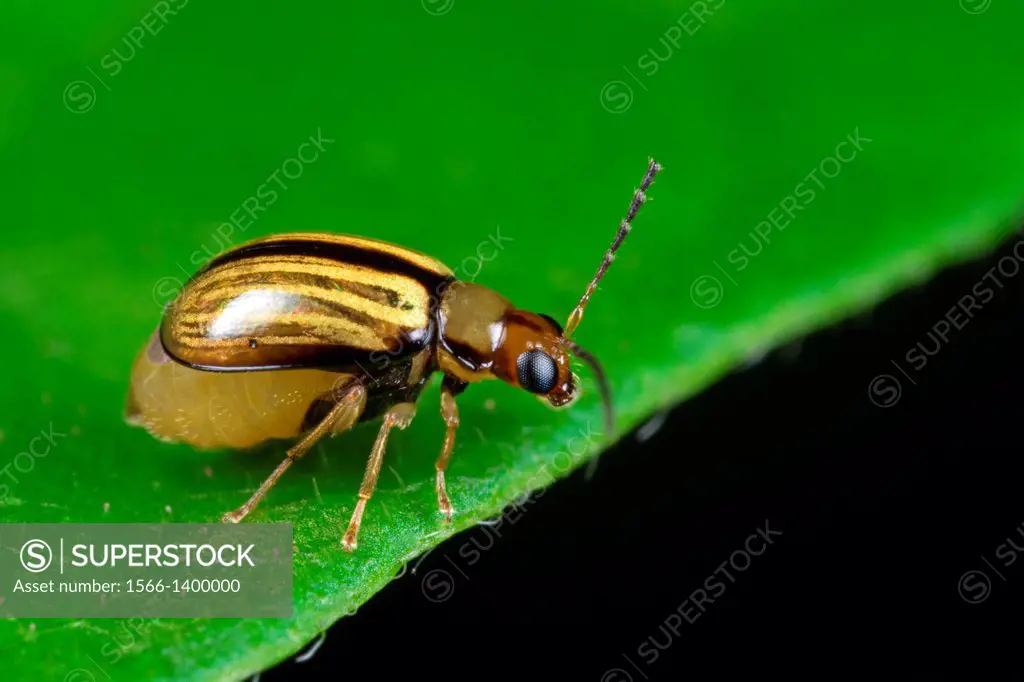 Beetle. Image taken at Kampung Skudup, Sarawak, Malaysia.