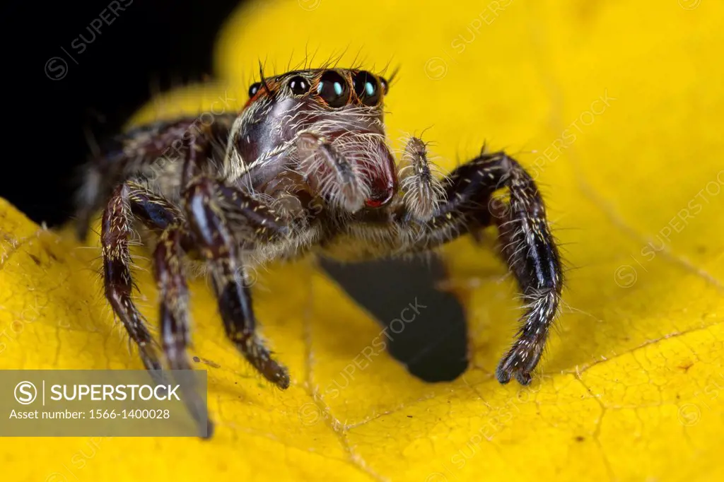 Jumping spider. Image taken at Kampung Skudup, Sarawak, Malaysia.