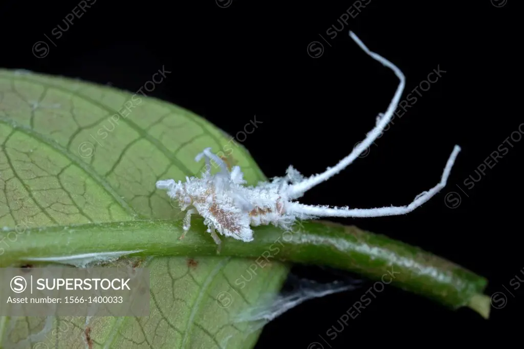 Acanalonidae plant hopper nymph found at Kampung Skudup, Sarawak, Borneo