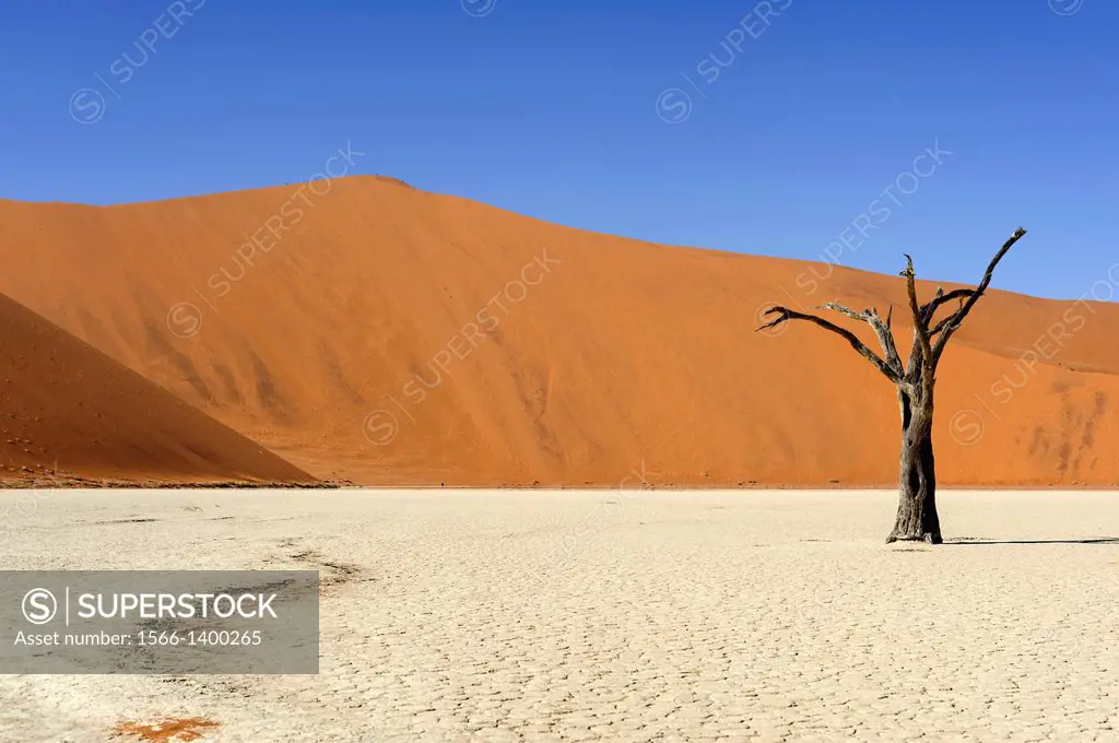 Silhouette of a dead tree in the Deadvlei, Namib Naukluft National Park, Sossusvlei, Namibia, Africa.