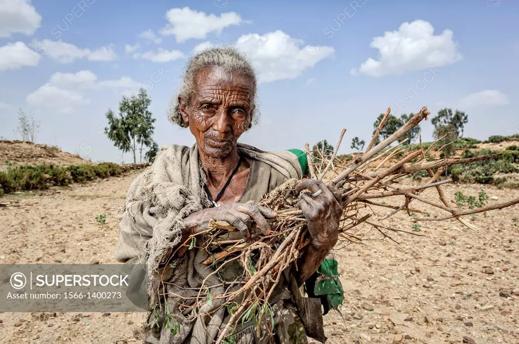 Old woman with a bunch of firewood, Tigray, Ethiopia, Africa.