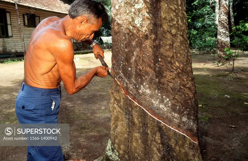extraction of rubber, rubber tree, belterra village, santarem, state of para, amazon region, brazil, south america.