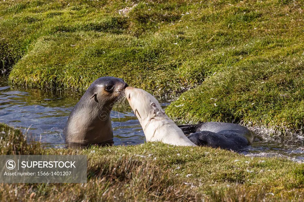 Leucistic Antarctic fur seal pup, Arctocephalus gazella, Fortuna Bay, South Georgia, South Atlantic Ocean.
