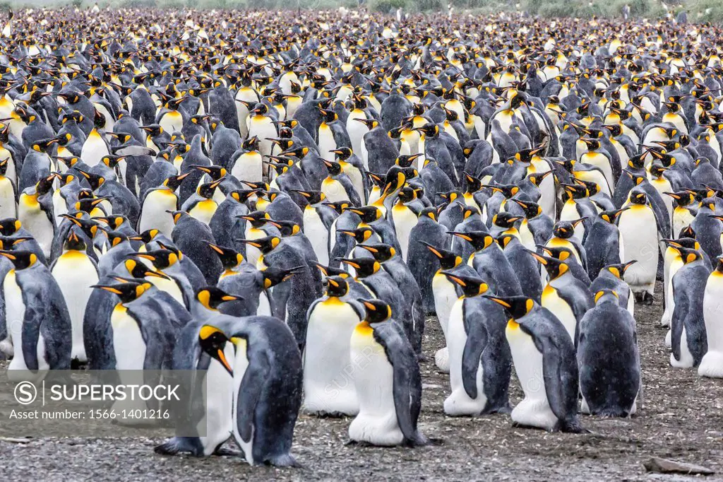 King penguins, Aptenodytes patagonicus, breeding and nesting colony at Gold Harbour, South Georgia, South Atlantic Ocean.