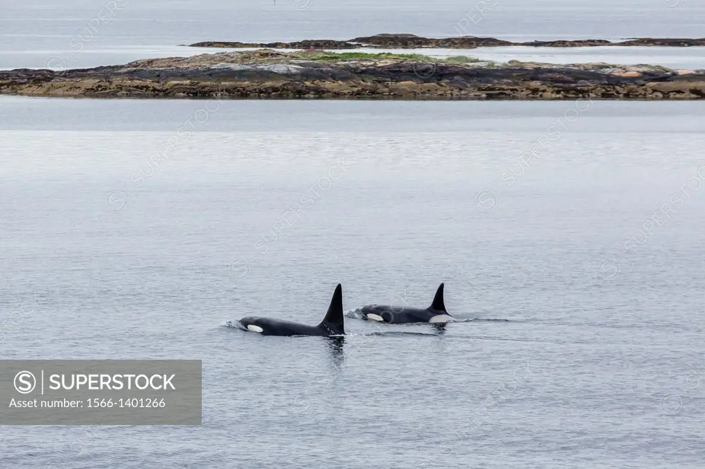 A pair of bull killer whales (Orcinus orca) in Sandvika, Svesfjord, Norway.