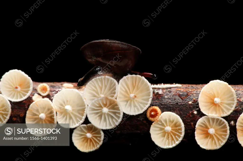 Mushroom, Fungi, on tree trunk, borneo.