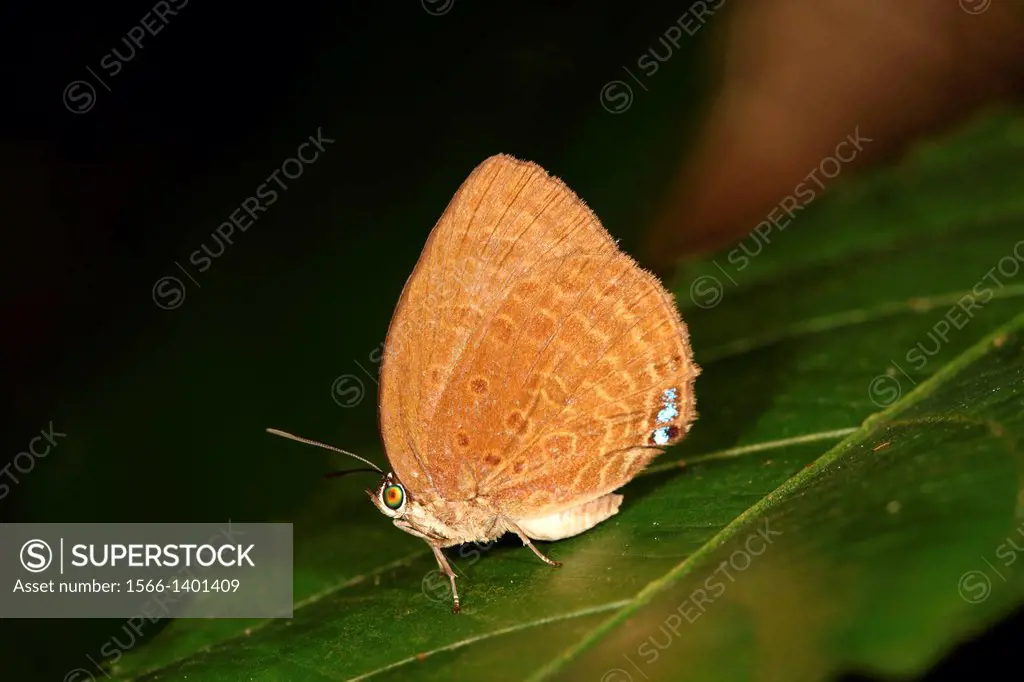 Butterfly Common tit Hypolycaena erylus, Chilades pandava, Borneo.