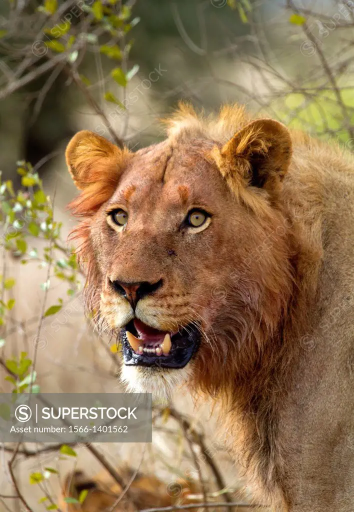 African lion (Panthera leo) - Young Male, after eat, Kruger National Park, South Africa.