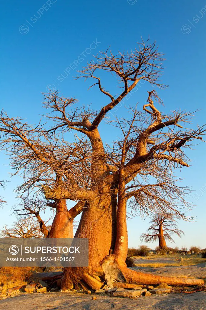 Baobabs (Adansnia digitata), Kubu isalnd, in the south west of Sowa Pan, Makgadikgadi pans, Botswana, Africa.