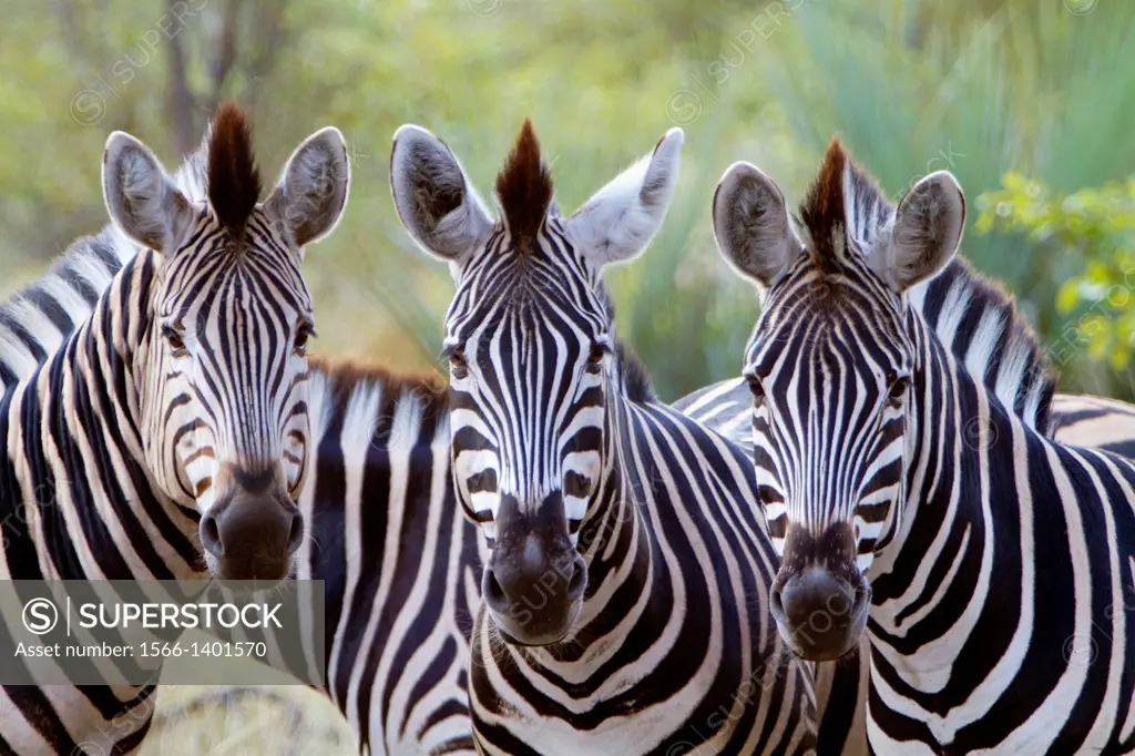 Cape Mountain Zebras (Equus zebra), Kruger National Park, South Africa.