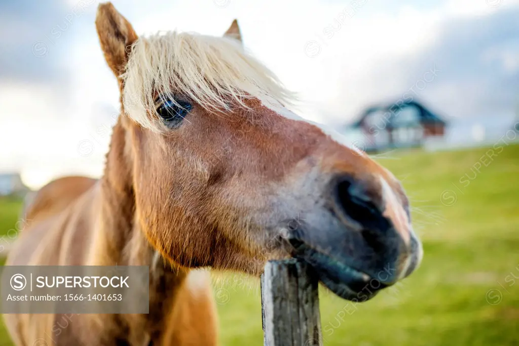 Icelandic horse.
